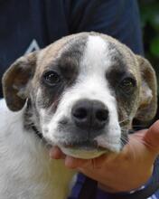 UXIRA, Hund, Mischlingshund in Italien