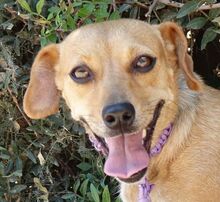 SISKA, Hund, Mischlingshund in Zypern