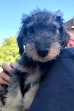 CHIPNR2366551, Hund, Mischlingshund in Kroatien