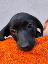 CHIPNR2367676, Hund, Mischlingshund in Kroatien
