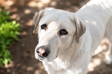 NIOMI, Hund, Mischlingshund in Rumänien