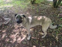 KIRIN, Hund, Mischlingshund in Kulmbach