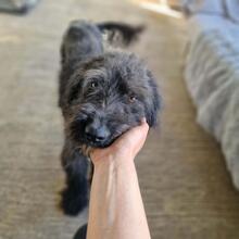 JURI, Hund, Mischlingshund in Rumänien