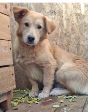 MUCKI, Hund, Mischlingshund in Schwarmstedt