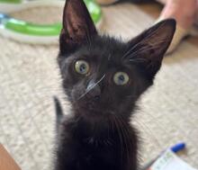 VICTOR, Katze, Europäisch Kurzhaar in Bulgarien