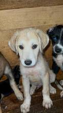 FREDDY, Hund, Mischlingshund in Rumänien