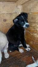 ALEA, Hund, Mischlingshund in Rumänien