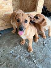 ARI, Hund, Mischlingshund in Rumänien