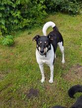 SANDRINE, Hund, Mischlingshund in Rehfelde
