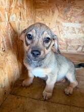 ASJA, Hund, Mischlingshund in Rumänien