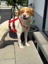 DONNA, Hund, Mischlingshund in Kipfenberg
