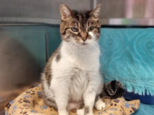 ROSALIE, Katze, Europäisch Kurzhaar in Hamburg