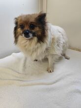 WALLI, Hund, Spitz-Mix in Slowakische Republik