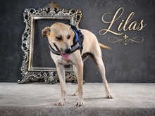 LILAS, Hund, Mischlingshund in Waldkirch