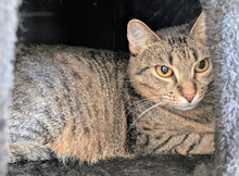 SCHNURRSULA, Katze, Europäisch Kurzhaar in Kerpen
