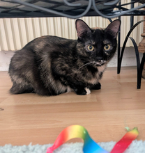 TIRAMISU, Katze, Europäisch Kurzhaar in Kerpen