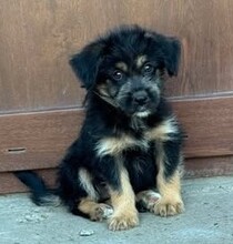 WÖLFI, Hund, Mischlingshund in Rumänien