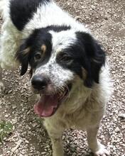 DAVID, Hund, Mischlingshund in Italien