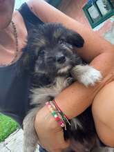 WALDI, Hund, Mischlingshund in Rumänien