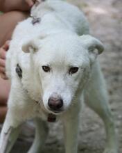 DAFNE, Hund, Mischlingshund in Italien