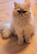 BELLA, Katze, Perserkatze in Hamburg