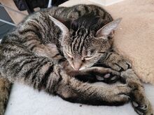 MIMI, Katze, Hauskatze in Hamburg