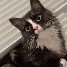 LUCIE, Katze, Langhaarkatze-Mix in Hamburg