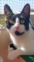 TILLY, Katze, Hauskatze in Hamburg
