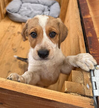 CINNAMON, Hund, Mischlingshund in Rumänien