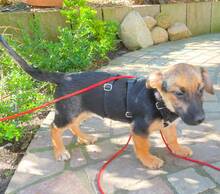 LUNI, Hund, Mischlingshund in Hamburg