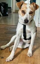 LANA, Hund, Mischlingshund in Meerbusch