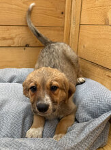 CASSIA, Hund, Mischlingshund in Rumänien