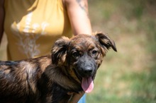 ELOWEN, Hund, Hütehund-Mix in Ungarn