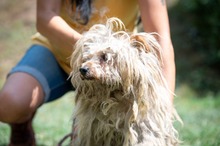 HIMEJI, Hund, Malteser-Mix in Ungarn