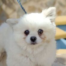 LUCY, Hund, Kleinspitz in Spanien