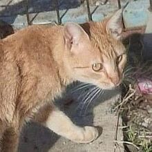 INDA, Katze, Europäisch Kurzhaar in Sehnde