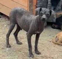 BANU, Hund, Mischlingshund in Rumänien
