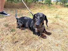 EDDIEMURPHY, Hund, Dackel in Ungarn