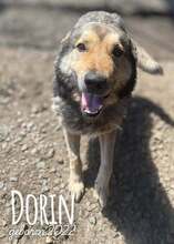 DORIN, Hund, Mischlingshund in Rumänien