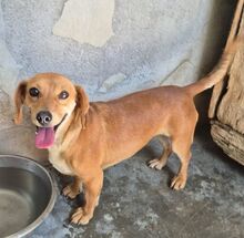 HANA, Hund, Dackelmix in Italien