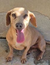 SAKURA, Hund, Dackelmischling in Italien