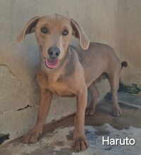 HARUTO, Hund, Dackelmischling in Italien