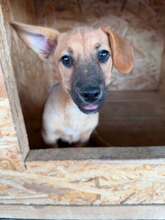 ADA, Hund, Mischlingshund in Rumänien