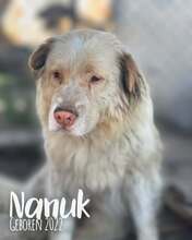 NANUK, Hund, Mischlingshund in Rumänien