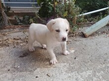 ZAHAROULIS, Hund, Mischlingshund in Griechenland