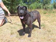 ATHENA, Hund, Shar Pei-Mix in Ungarn