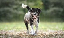 LOUIS, Hund, Mischlingshund in Rott