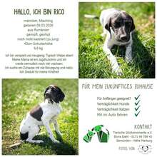 RICO, Hund, Mischlingshund in Gemünden