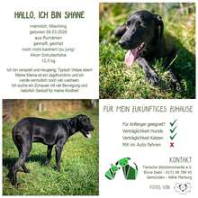 SHANE, Hund, Mischlingshund in Gemünden