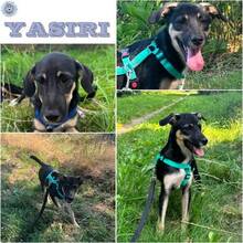 YASIRI, Hund, Mischlingshund in Ribnitz-Damgarten